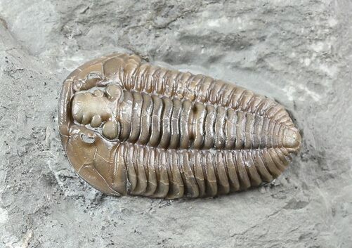 Detailed, Flexicalymene Trilobite - Ohio #57865